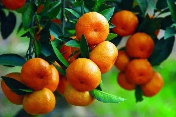 柑橘膨果期，鉀肥已施，還(hái)需要(yào)施哪些(xiē)肥？
