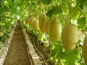 淺談哈密瓜種植技(jì)術(shù)與管理(lǐ)