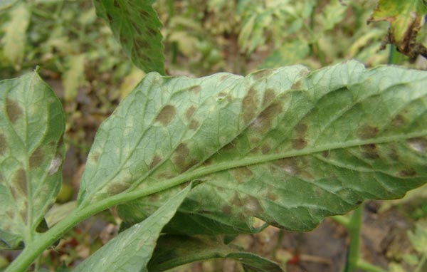 番茄煤黴病嚴重化(huà)怎麽辦？司普沃來(lái)幫忙