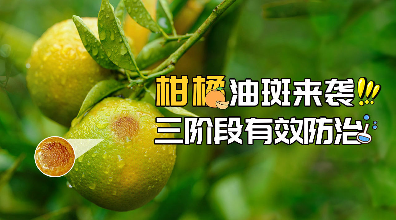 1631584165860662.png 圖片4.png