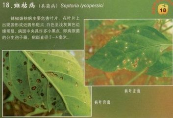 辣椒斑枯病的(de)危害症狀、傳播途徑、發病原因及防治措施