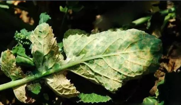 油菜白(bái)粉病嚴重化(huà)？如(rú)何防治？别急，司普沃給出了(le)見(jiàn)解