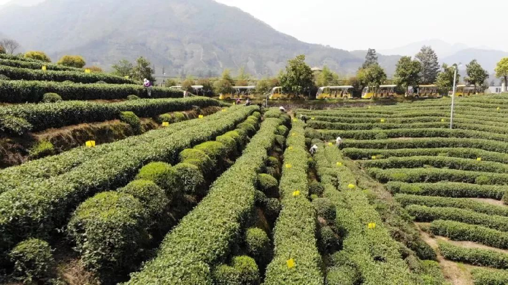 無公害茶葉種植管理(lǐ)技(jì)術(shù)，做(zuò)好(hǎo)修剪和(hé)病蟲害防治工(gōng)作(zuò)