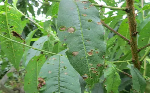 司普沃淺談桃樹(shù)細菌性穿孔病防治技(jì)術(shù)與管理(lǐ)
