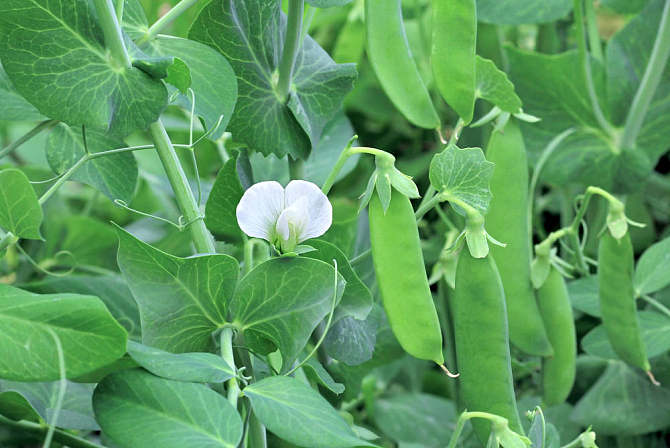 司普沃淺談豌豆褐斑病防治技(jì)術(shù)與管理(lǐ)