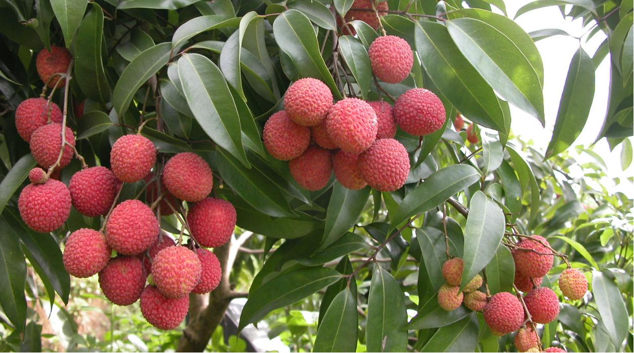 1637289534208584.png 荔枝3.png