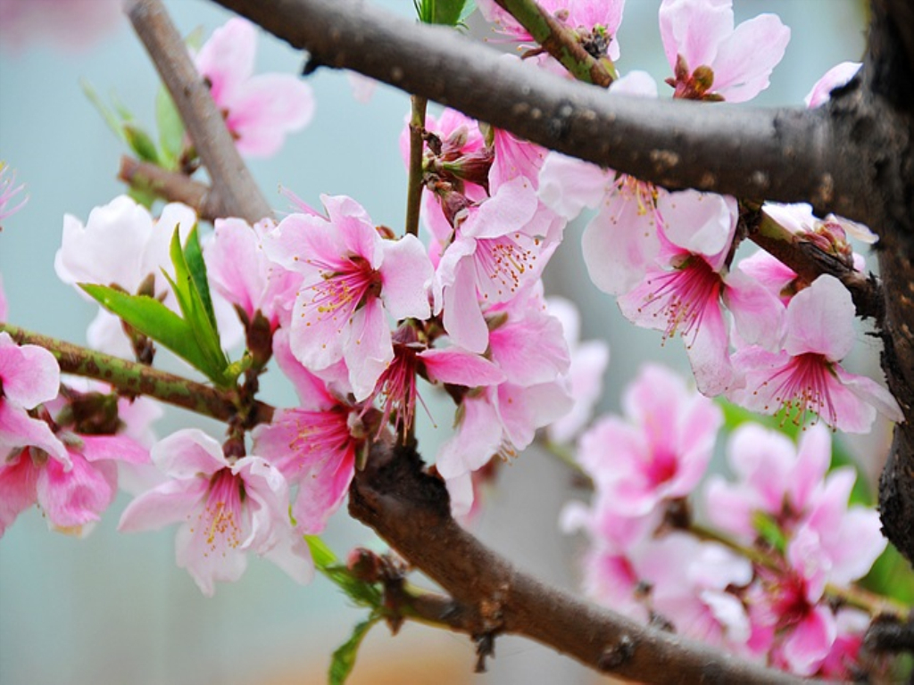 1647229505191883.jpeg 桃花(huā)1.jpeg