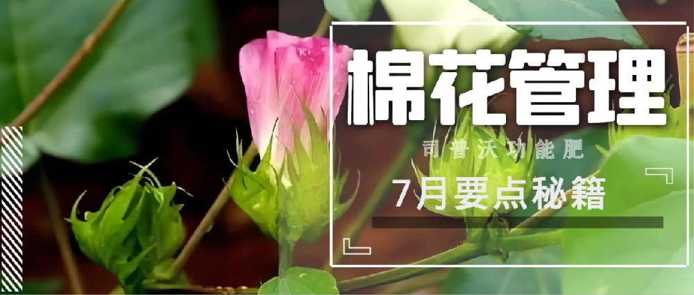 聚焦7月(yuè),新疆棉花(huā)管理(lǐ)秘籍