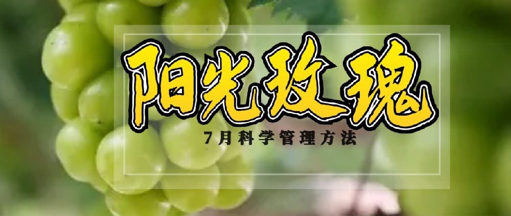 7 月(yuè),陽光(guāng)玫瑰種植管理(lǐ)的(de)黃(huáng)金(jīn)時(shí)刻